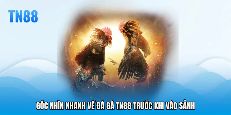 Góc nhìn nhanh về Đá Gà TN88 trước khi vào sảnh